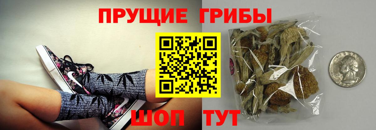 Псилоцибиновые грибы Psilocybe Мурино